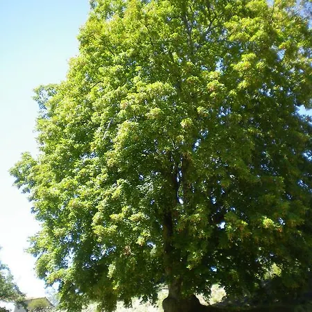 Nyaraló Aghja Suttana L'incantu *